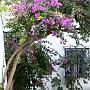 bougainvilliers encore en fleurs en novembre